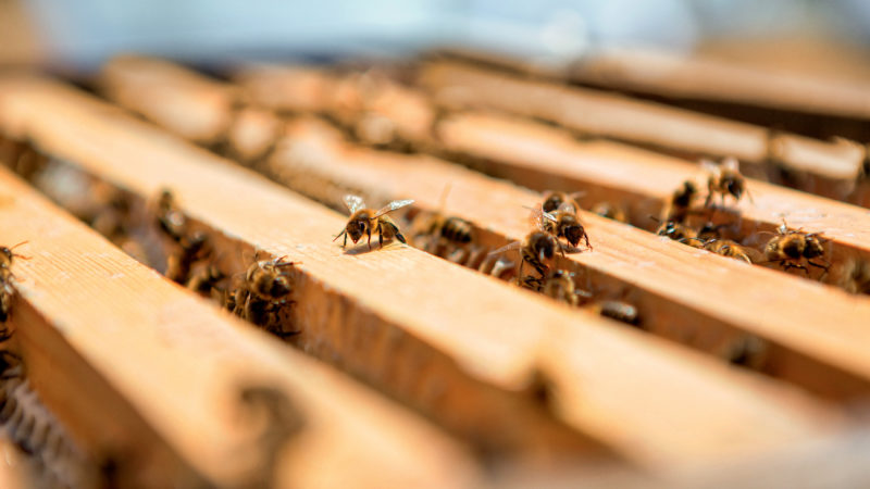 EcoLux☆Lifestyle: Guerlain Bee School Spreads Conservation Awareness