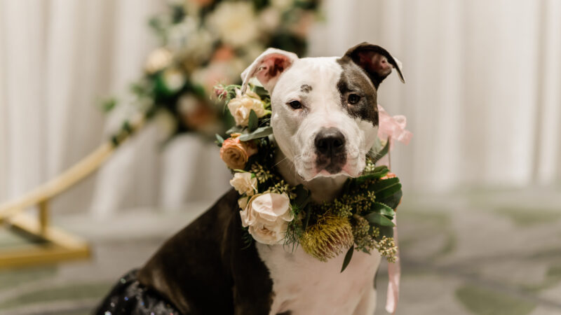 EcoLux☆Lifestyle: Fairmont Hotels & Resorts Invite You to Say ‘I Do’