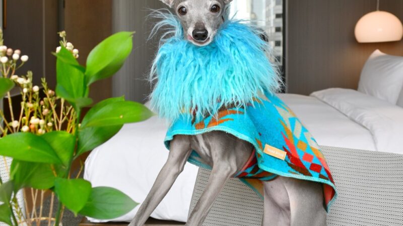 Tika the Iggy Supporting Rainbow Railroad with Poshmark Closet Sale