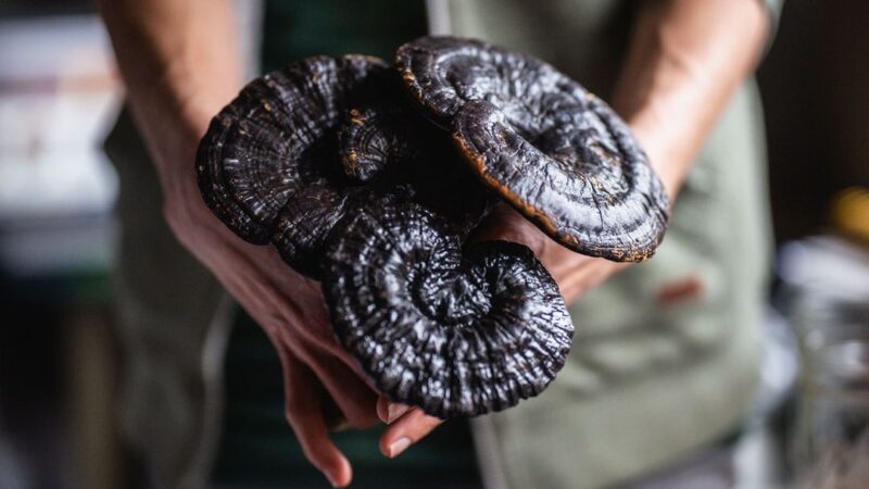 Mushrooms: Five Businesses in BC Touting Fungi Alternatives