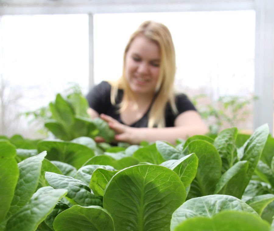 Greenhouse, home decor, health, wellbeing, food, organic, gardening, vancouver, yvr, Giovanna Lazzarini, ecoluxlifestyle, ecofriendly Greenhouse, home decor, health, wellbeing, food, organic, gardening, vancouver, yvr, Giovanna Lazzarini, ecoluxlifestyle, ecofriendly 