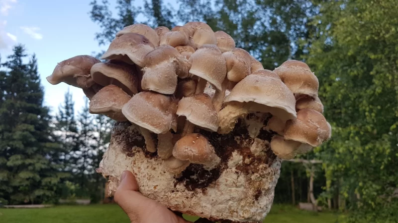 Mushrooms! Grow Them at Home for Fresh & Flavourful Meals